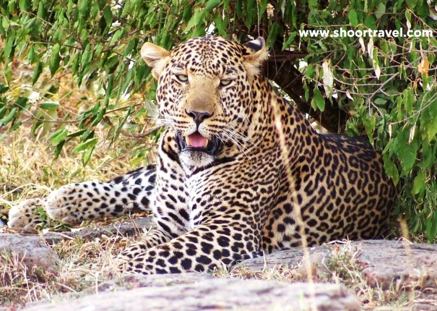 Leopards in Samburu Reserve Kenya